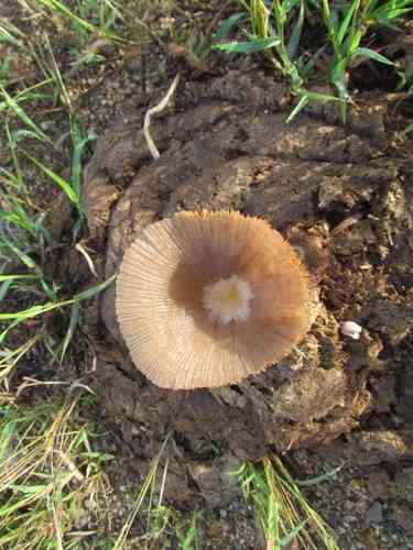 Bolbitius coprophilus (Bolbitius coprophilus) thumbnail 2