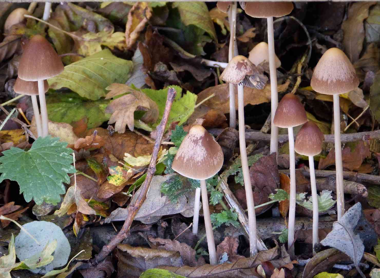 Rootlet brittlestem (Psathyrella microrhiza) thumbnail 2
