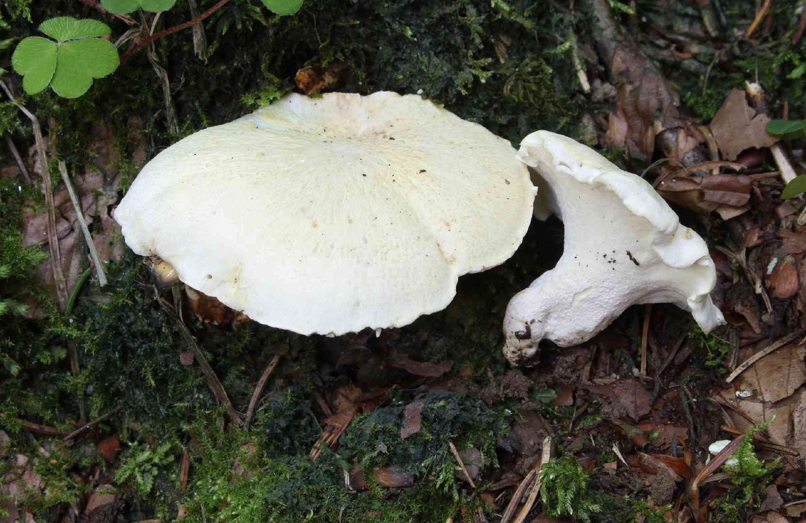 Sheep polypore (Albatrellus ovinus) thumbnail 1
