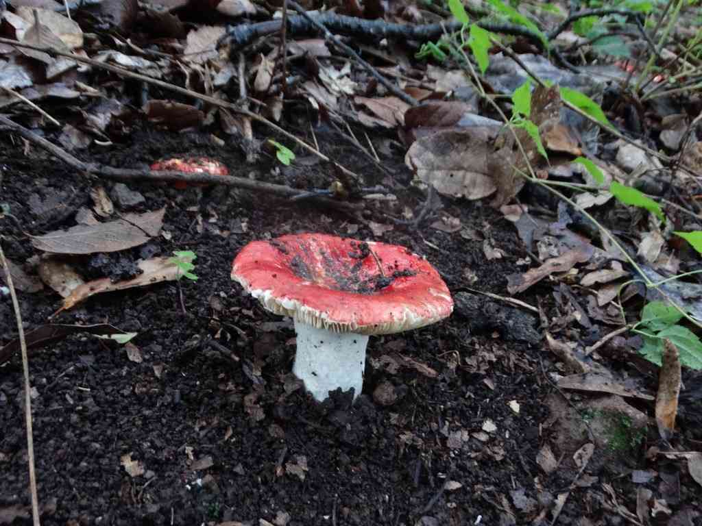 The sickener (Russula emetica) thumbnail 3