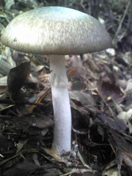 Hongo's false death cap (Amanita pseudoporphyria) thumbnail 2