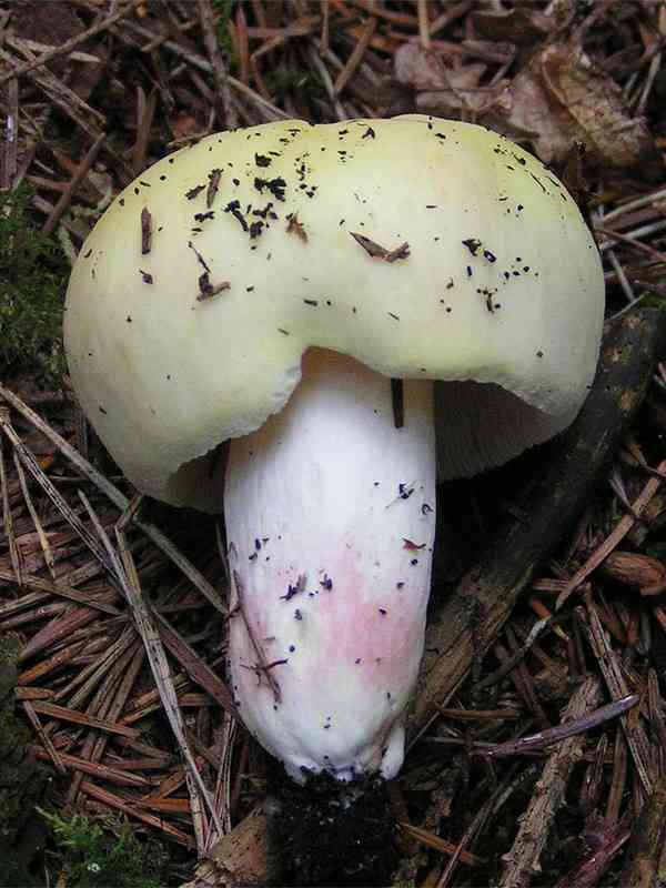 Russula japonica (Russula japonica) thumbnail 2