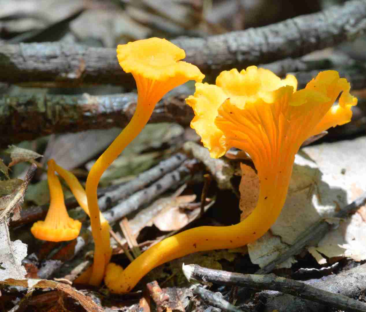 Small chanterelle (Cantharellus minor)