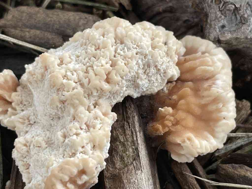 Blushing rosette (Abortiporus biennis) thumbnail 3