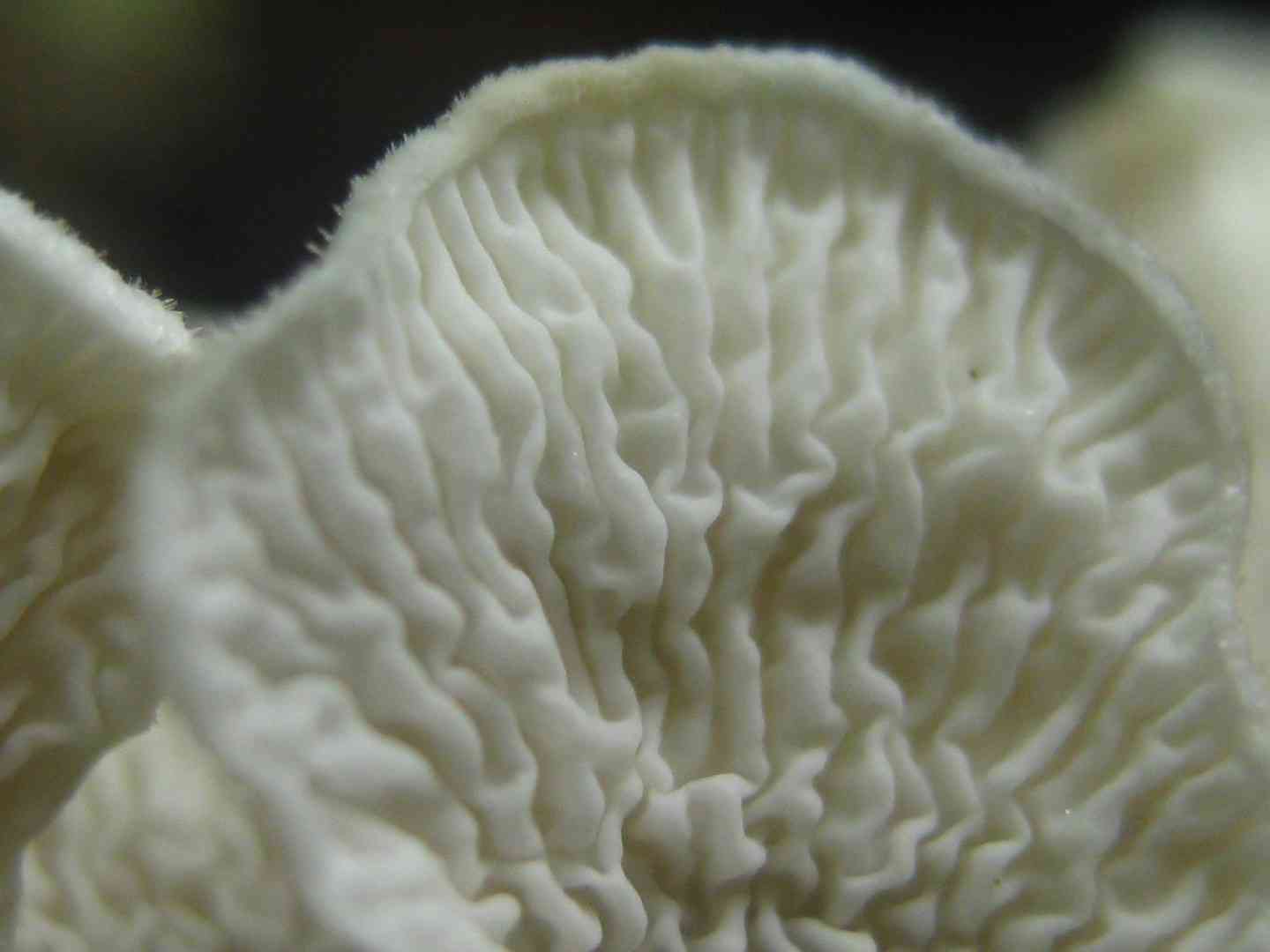 Crimped gill (Plicaturopsis crispa) thumbnail 3