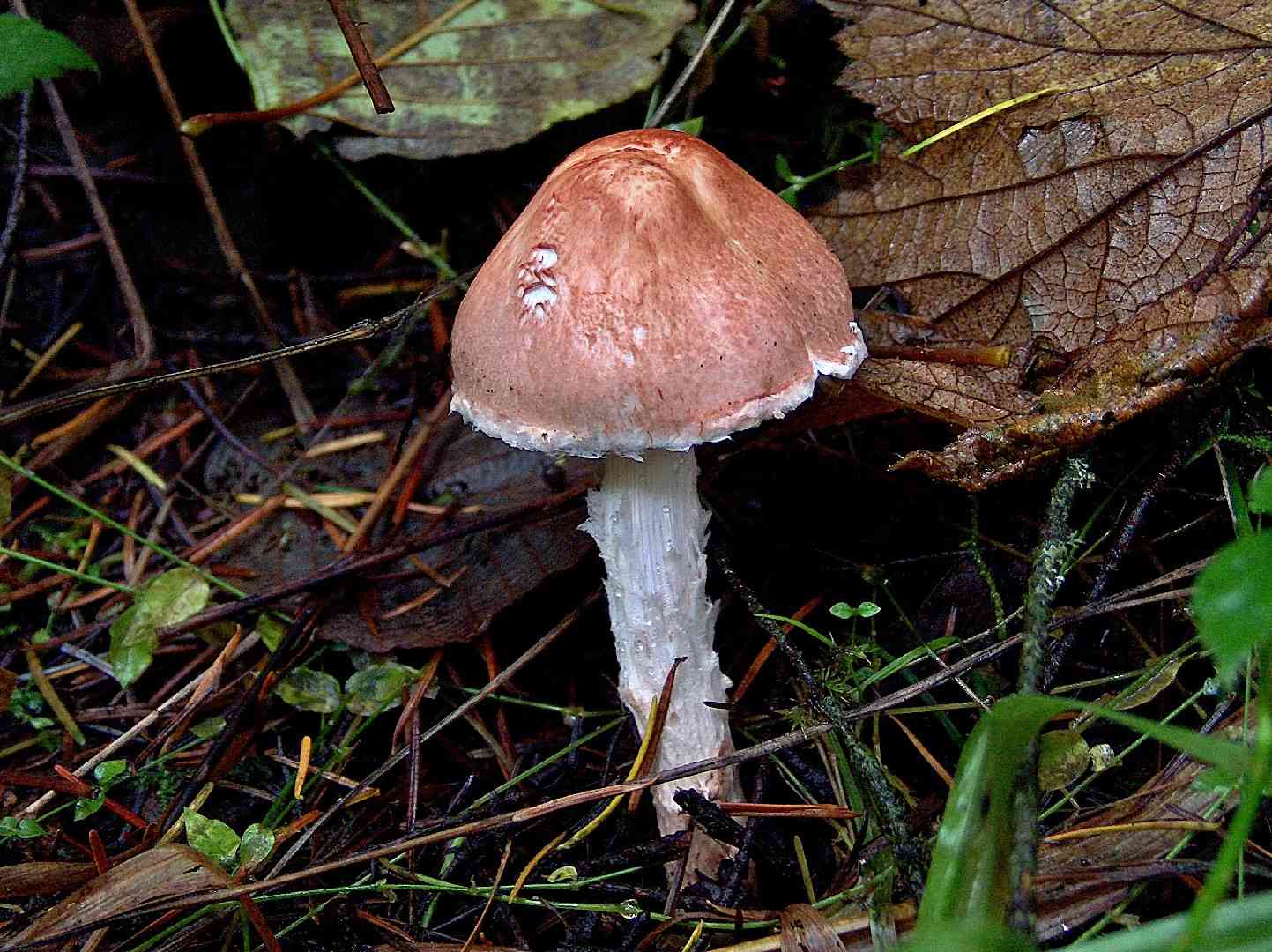 Fatal dapperling (Lepiota subincarnata) thumbnail 2