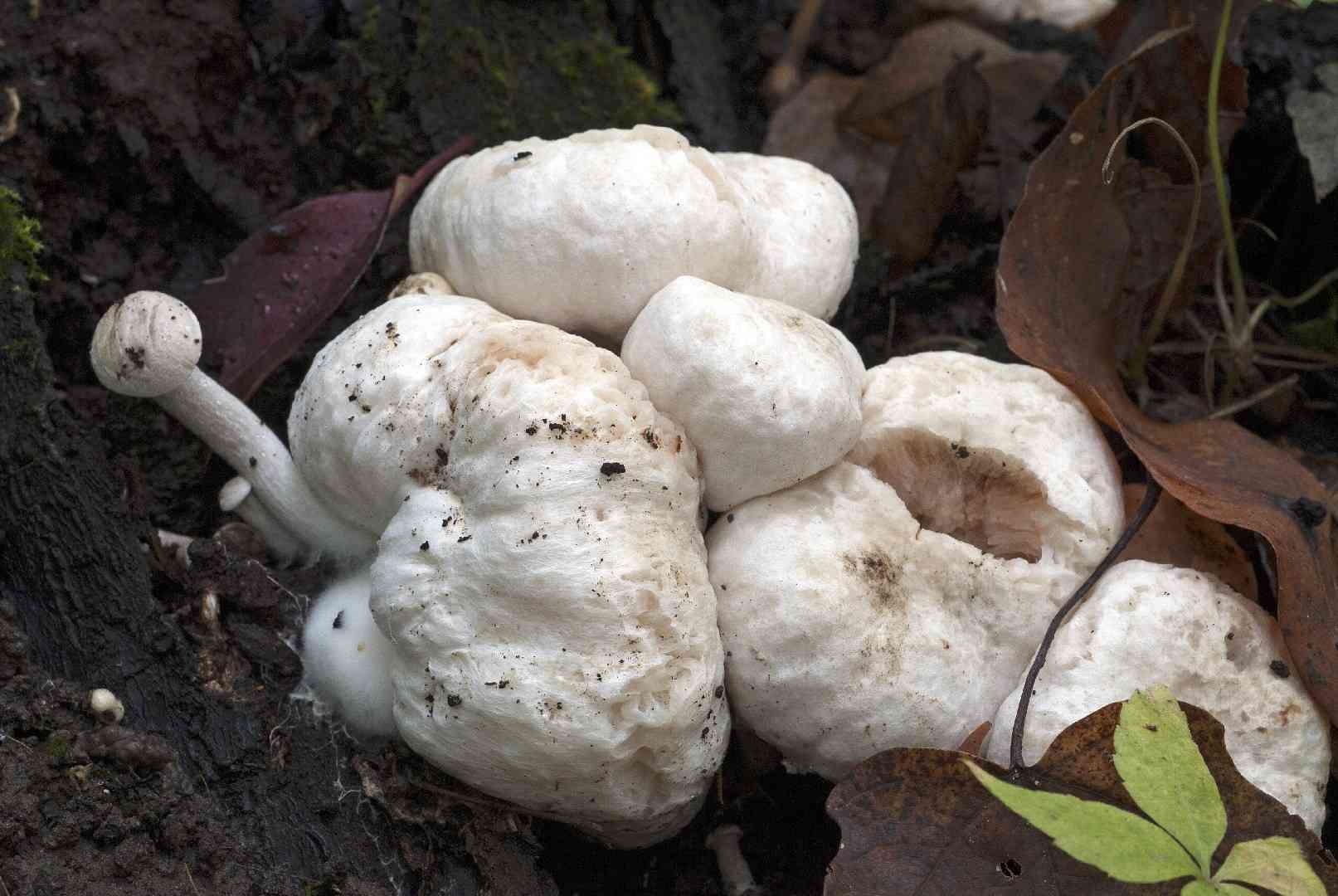 Aborted entoloma (Entoloma abortivum) thumbnail 2