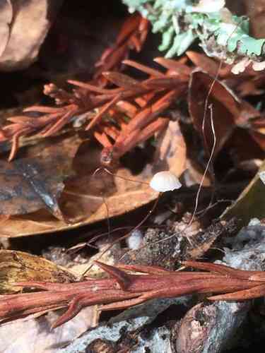 Oak toughshank (Gymnopus quercophilus) thumbnail 2