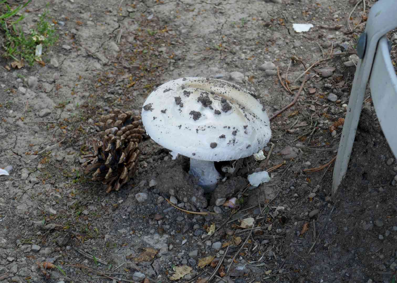 Warted amanita (Amanita strobiliformis) thumbnail 2