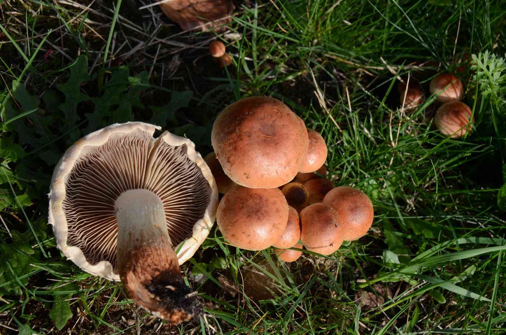 Birch knight (Tricholoma fulvum) thumbnail 1