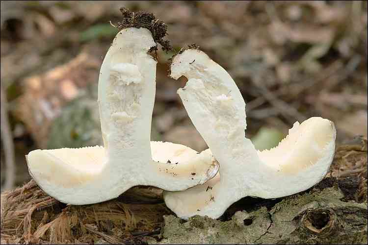 Entire russula (Russula integra) thumbnail 2