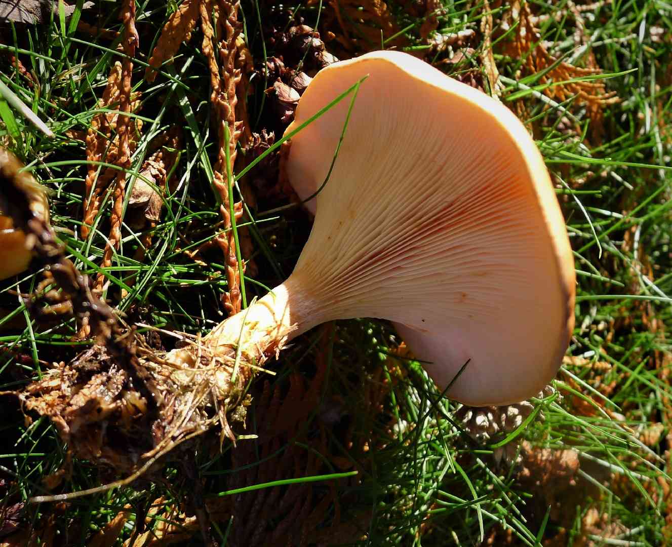 Paralepista gilva (Paralepista gilva) thumbnail 3