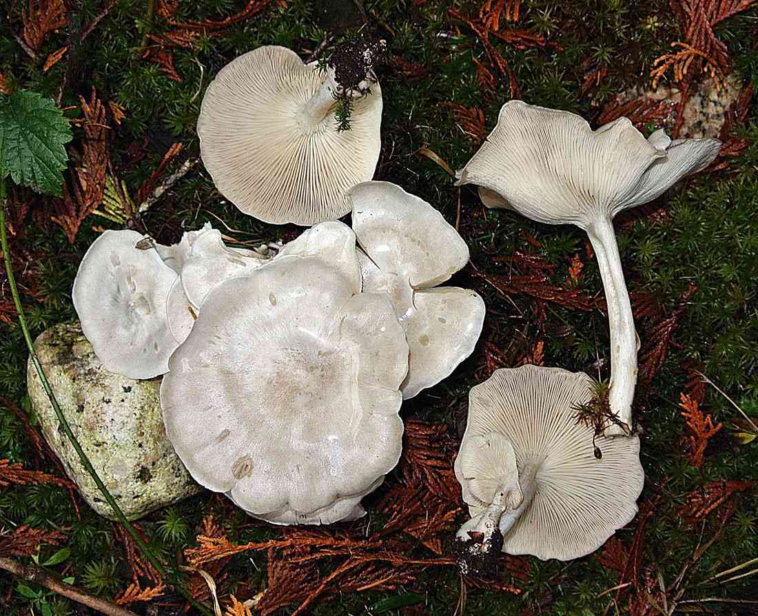 White domecap (Leucocybe connata) thumbnail 3