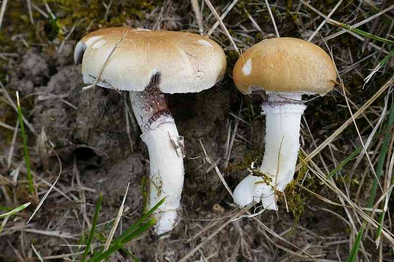 Garland roundhead (Psilocybe coronilla) thumbnail 1