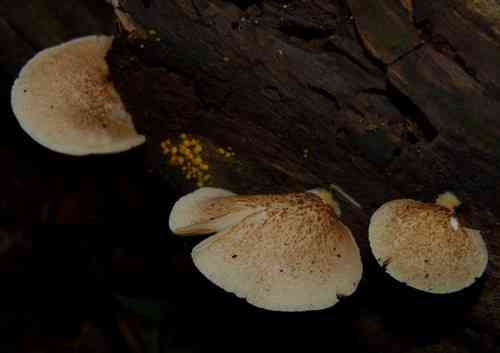 Peeling oysterling (Crepidotus mollis) thumbnail 1