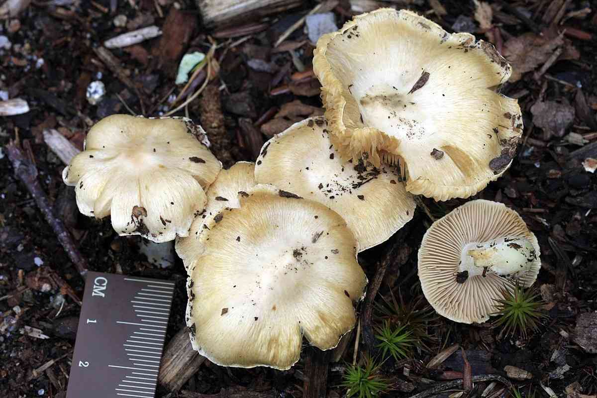 Inocybe sambucina (Inocybe sambucina) thumbnail 2