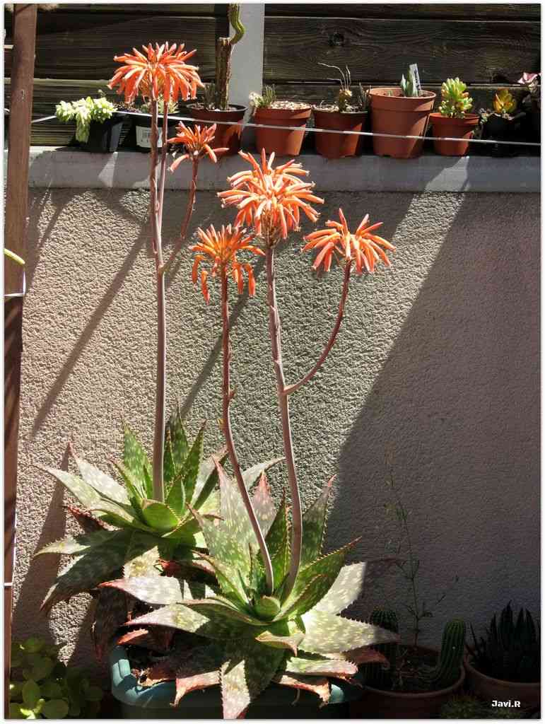 Soap aloe