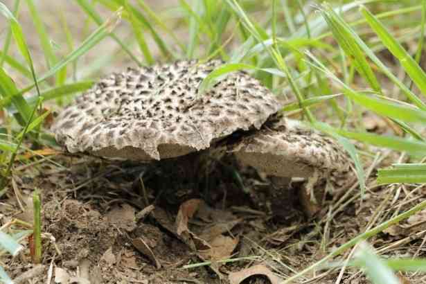 Old man of the woods (Strobilomyces confusus) thumbnail 3