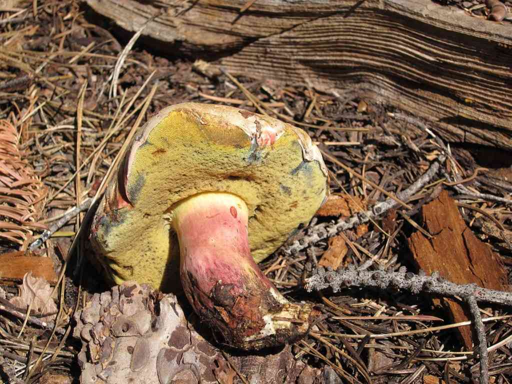Red-stipe bolete (Caloboletus rubripes) thumbnail 2