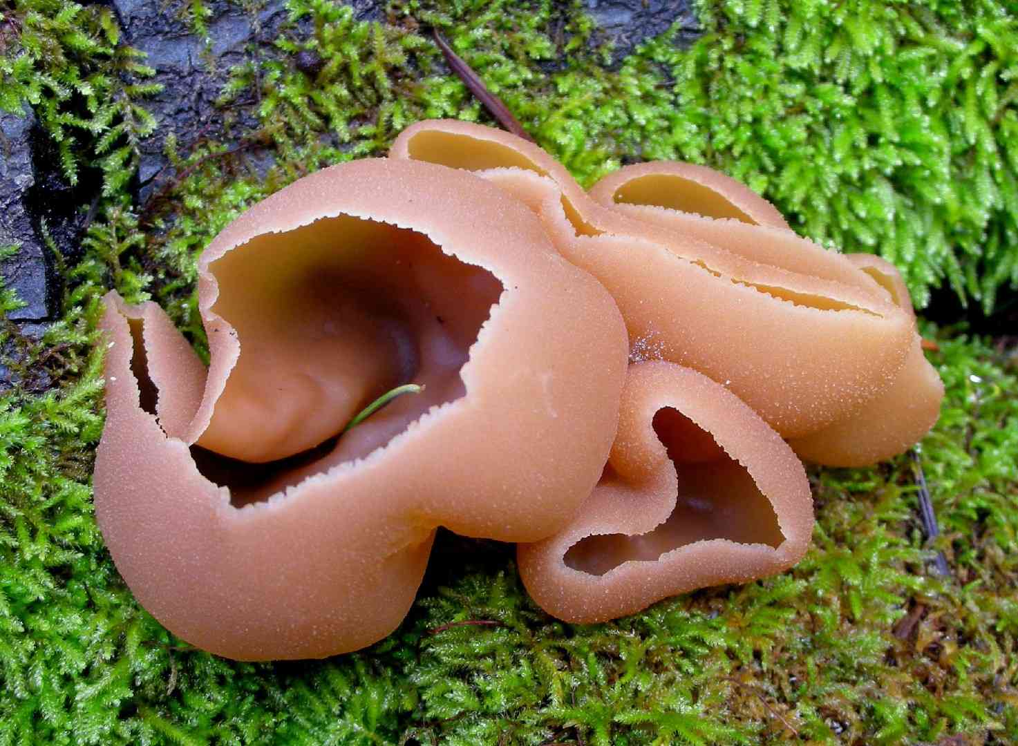 Palomino cup (Peziza repanda) thumbnail 1