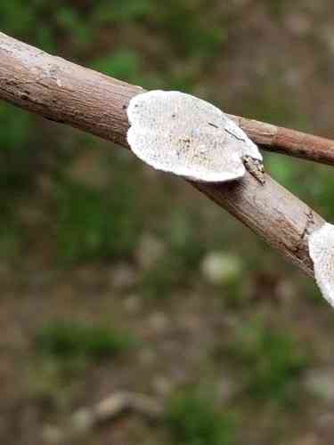 Trametes villosa (Trametes villosa) thumbnail 3