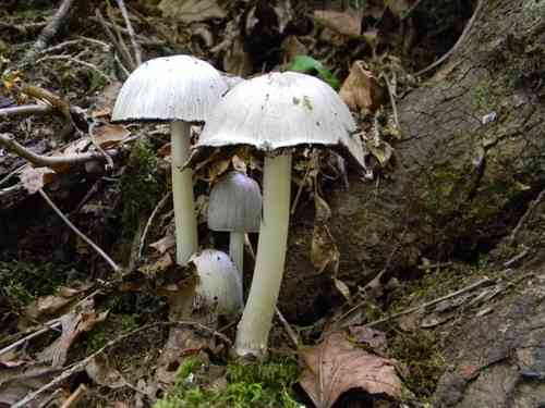 Common ink cap (Coprinopsis atramentaria) thumbnail 2