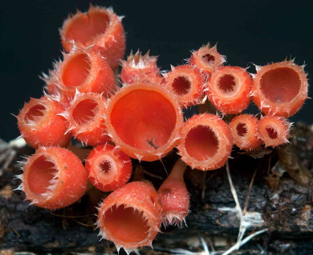Shaggy scarlet cup (Microstoma floccosum) thumbnail 1