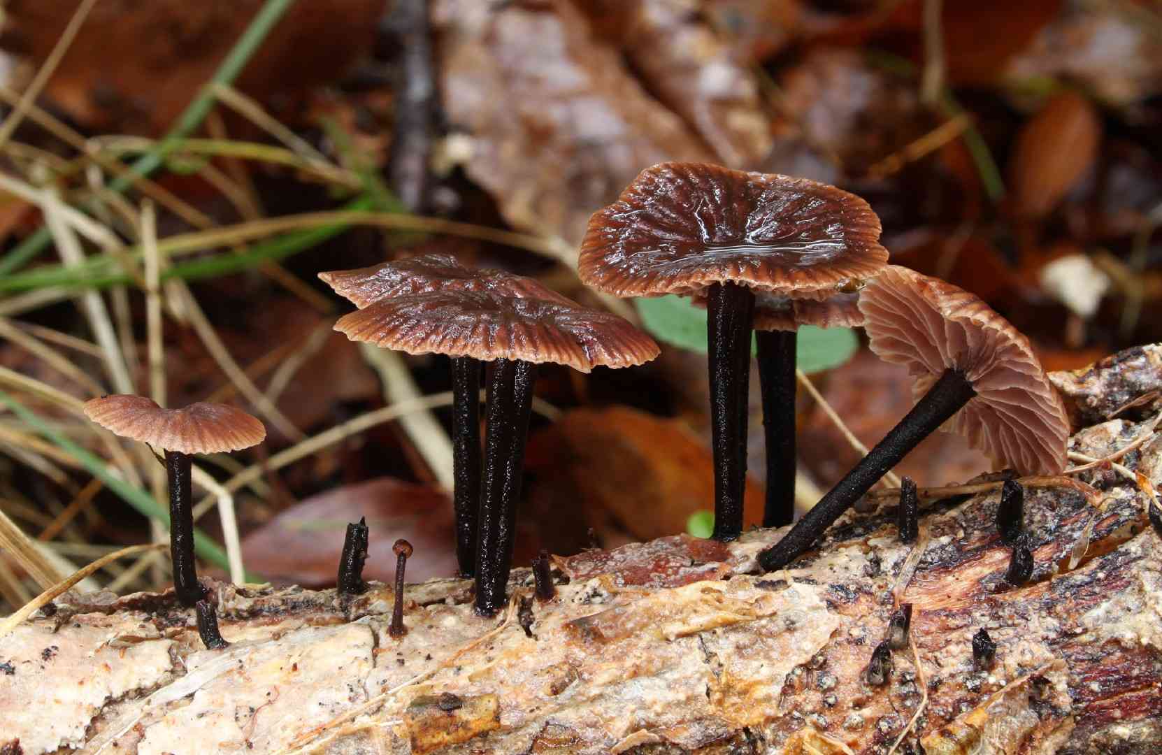 Foetid parachute (Gymnopus foetidus) thumbnail 1