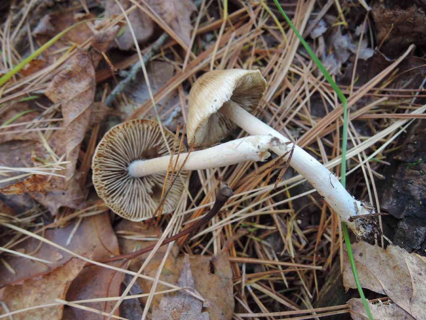 Beige Fibrecap (Inocybe sindonia) thumbnail 1