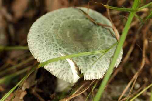 Green-cracking russula (Russula virescens) thumbnail 2