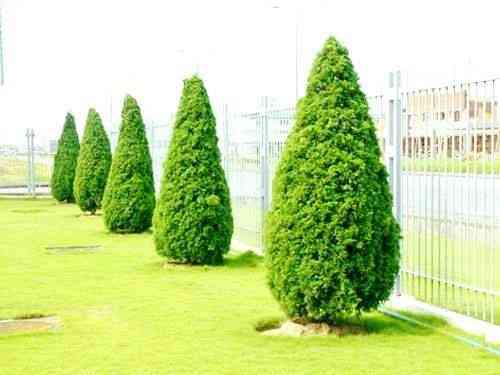 Chinese juniper