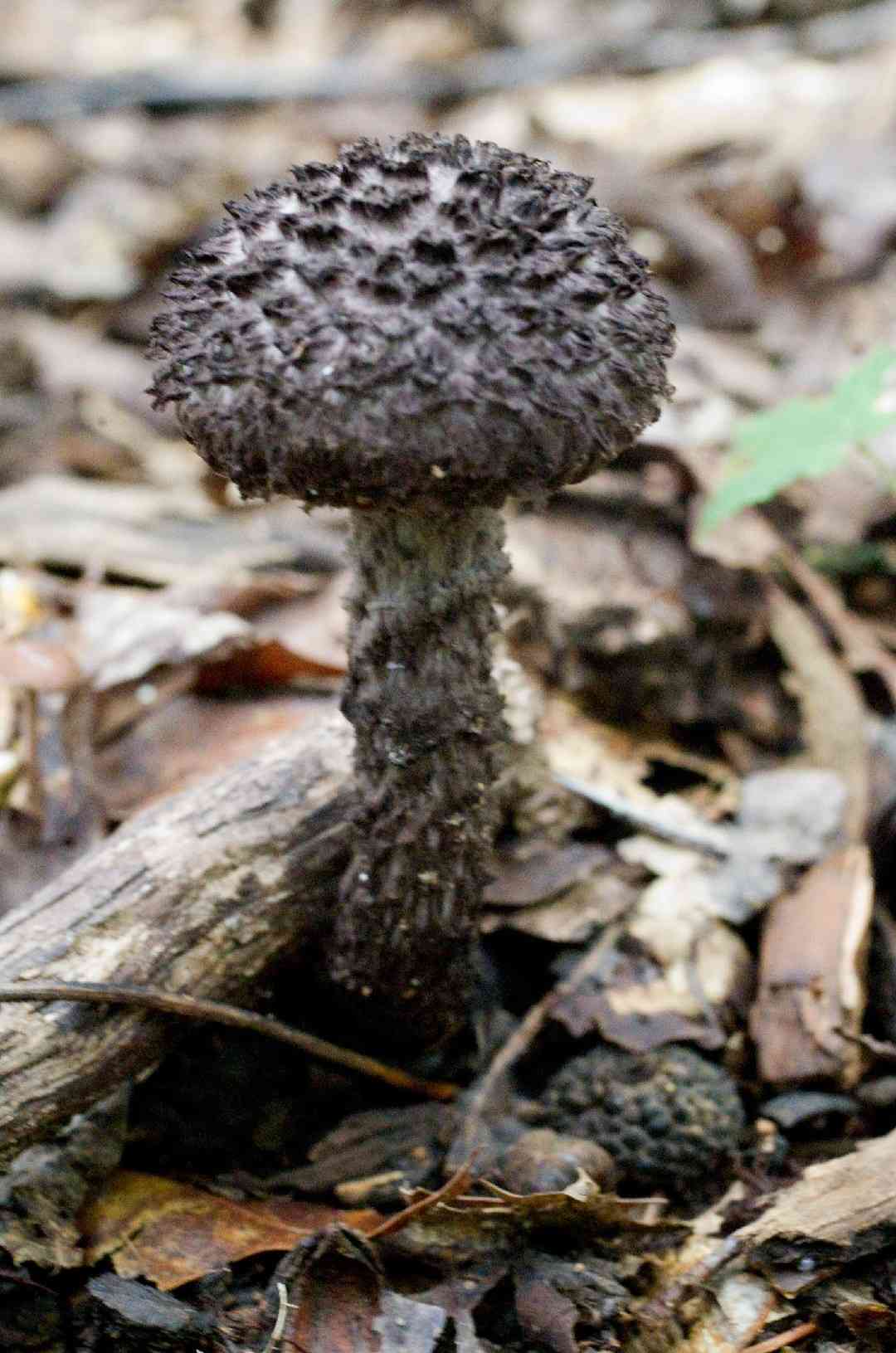 Old man of the woods