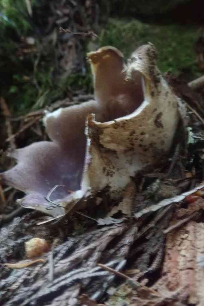 Violet crown cup (Sarcosphaera coronaria) thumbnail 2