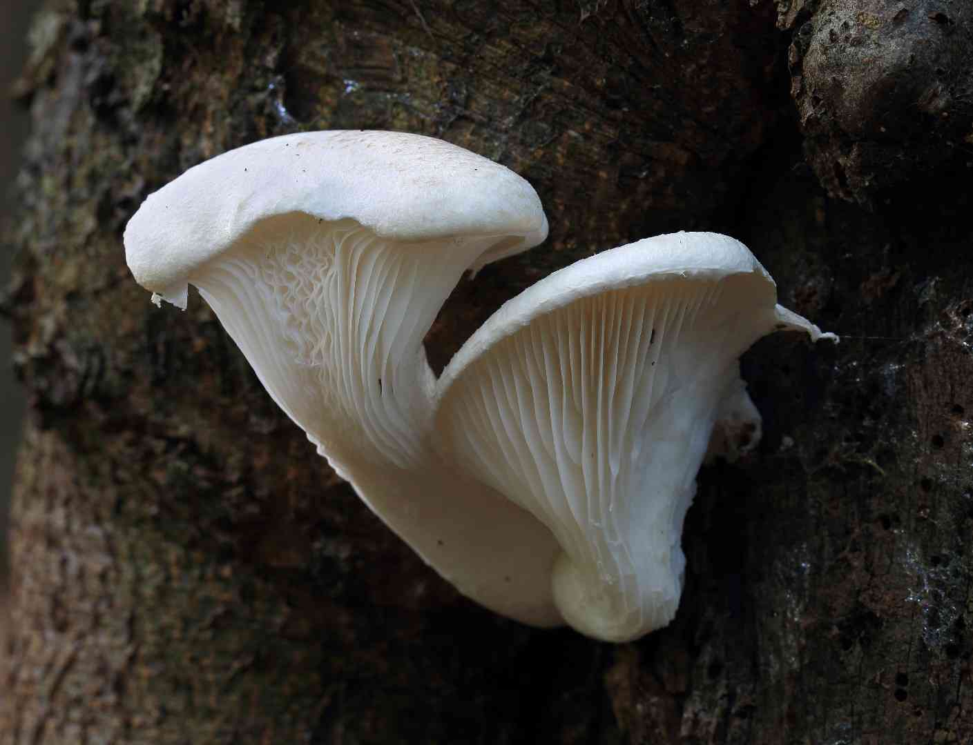 Veiled oyster