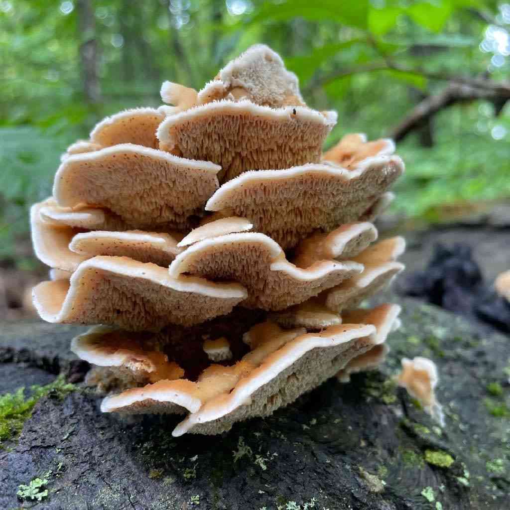 Trametopsis cervina (Trametopsis cervina) thumbnail 1