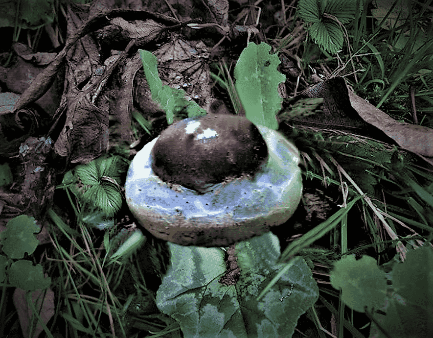 Goliath webcap (Cortinarius praestans) thumbnail 3