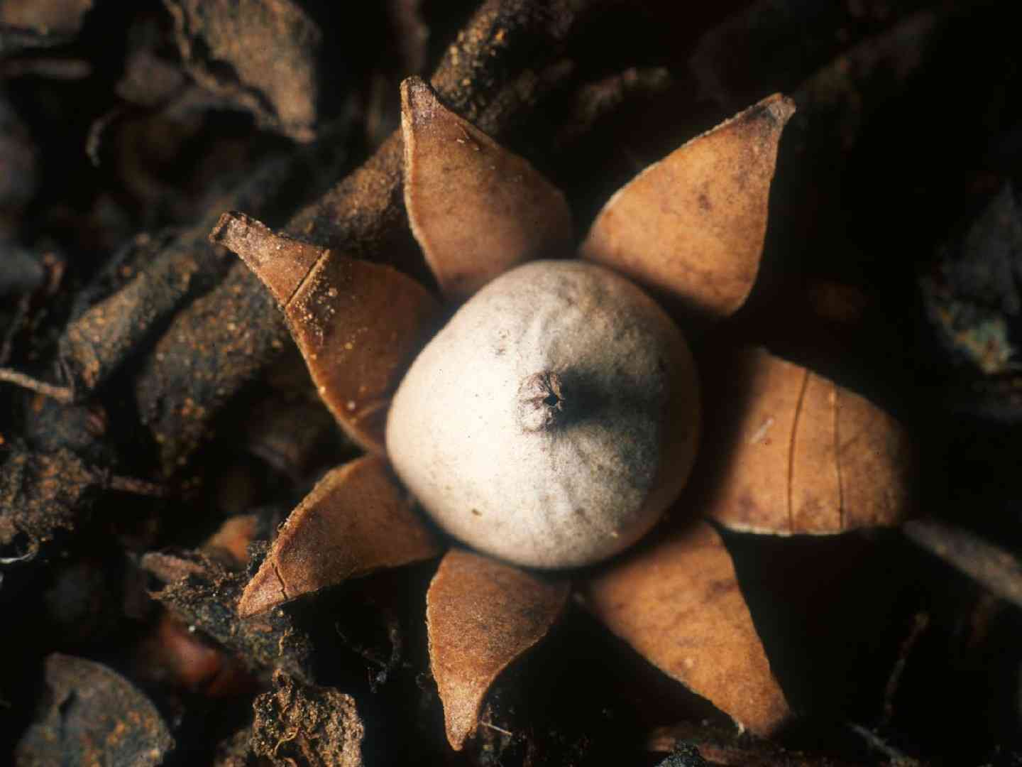 Daisy earthstar (Geastrum floriforme) thumbnail 2