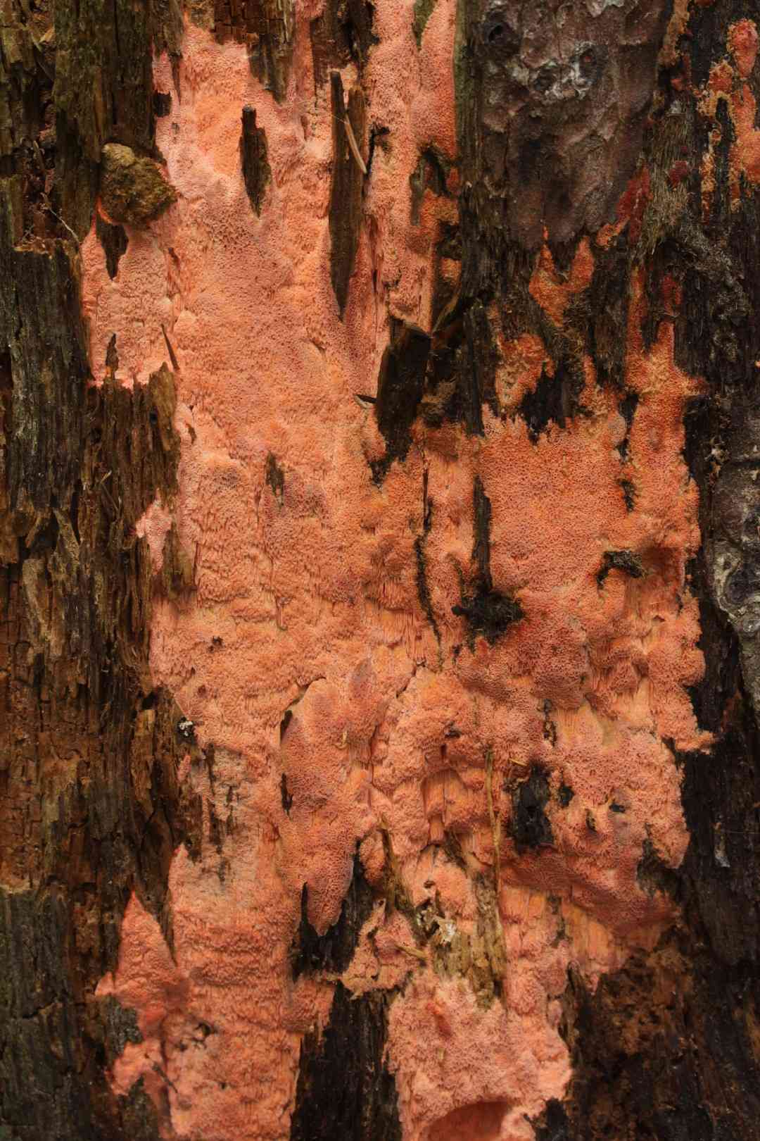 Rhodonia placenta (Rhodonia placenta) thumbnail 3