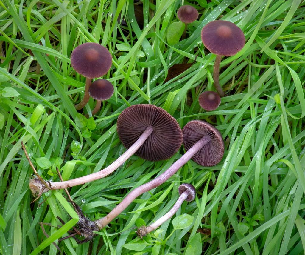 Maroon brittlestem