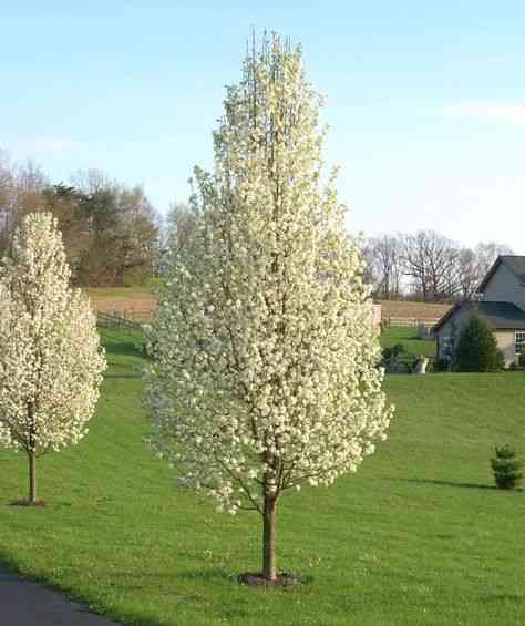 Bradford pear