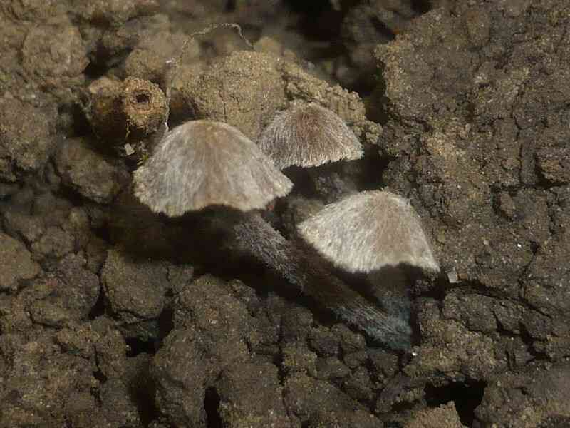 Entoloma dysthaloides (Entoloma dysthaloides) thumbnail 2