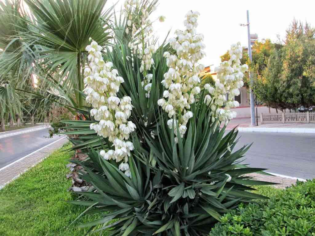 Spanish dagger