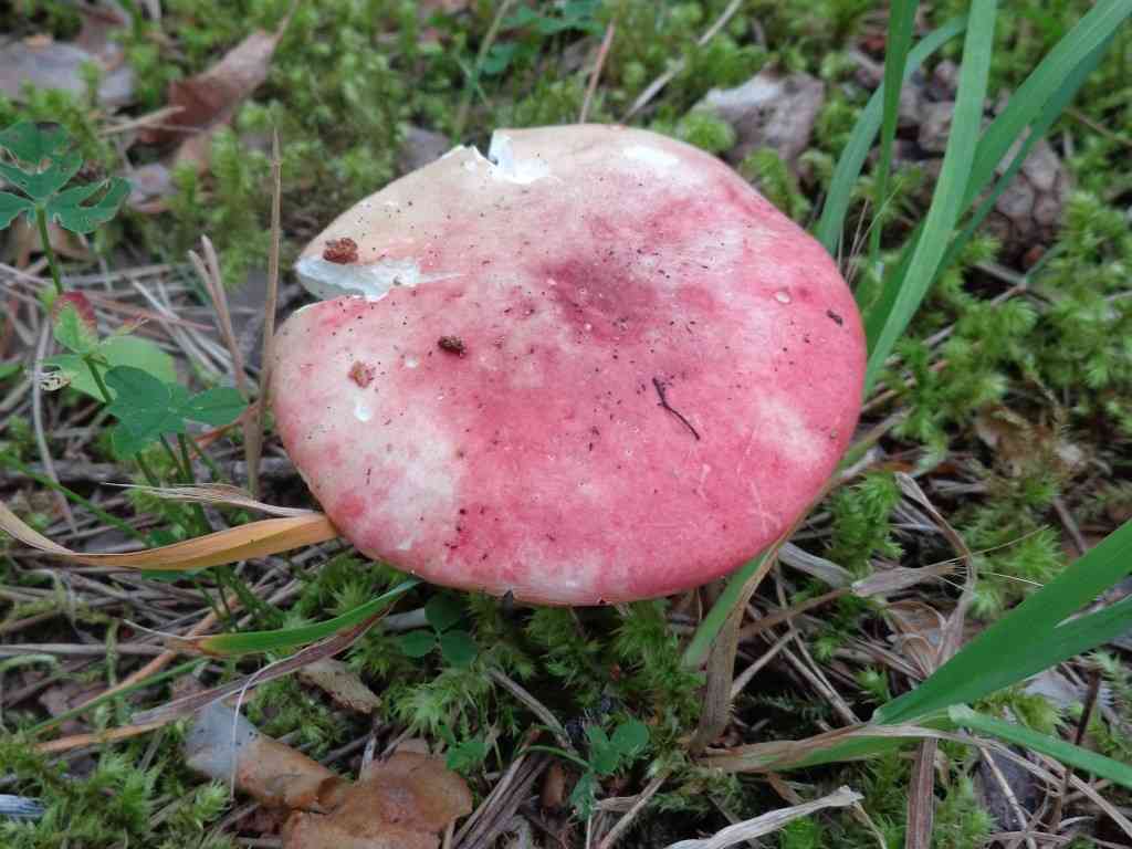 Bare-toothed Russula (Russula vesca) thumbnail 3