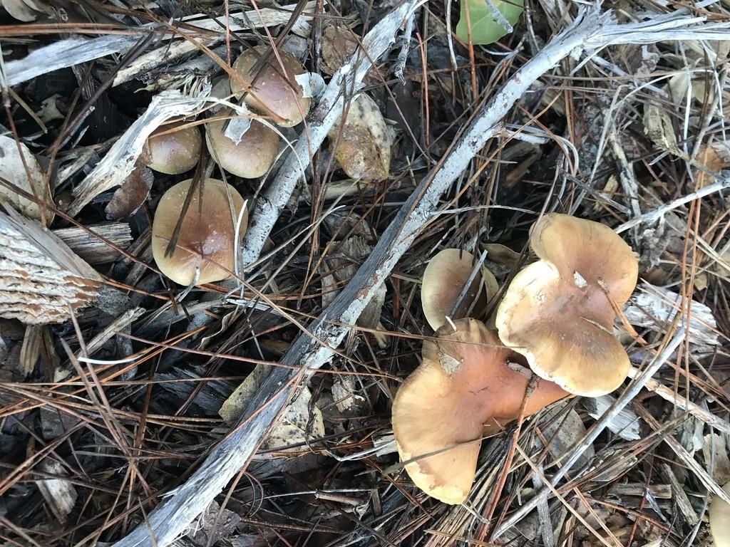 Slender pholiota thumbnail 2