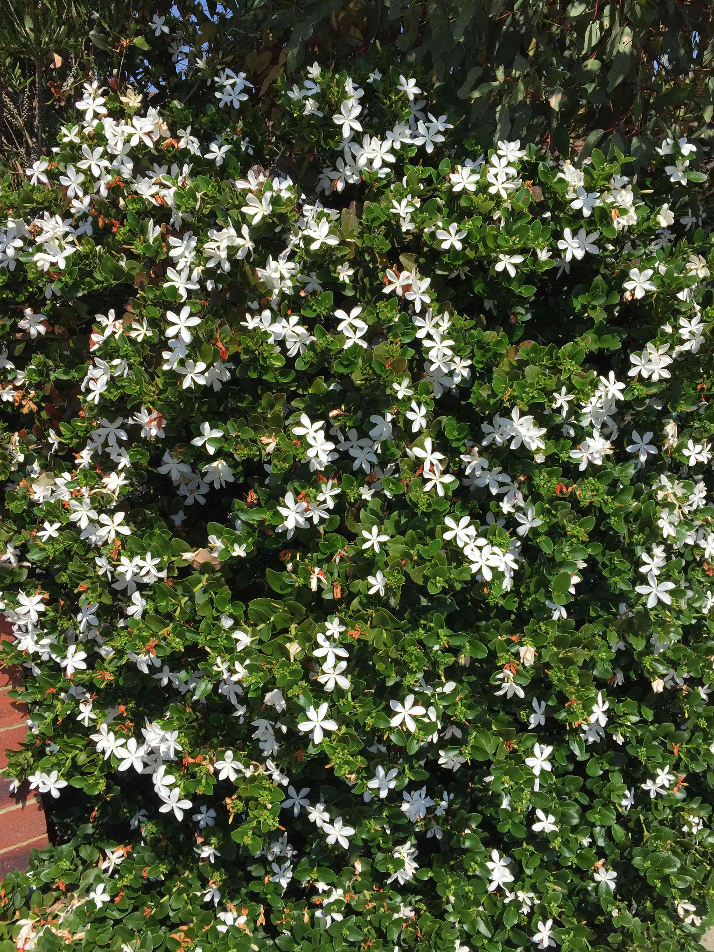 Natal plum