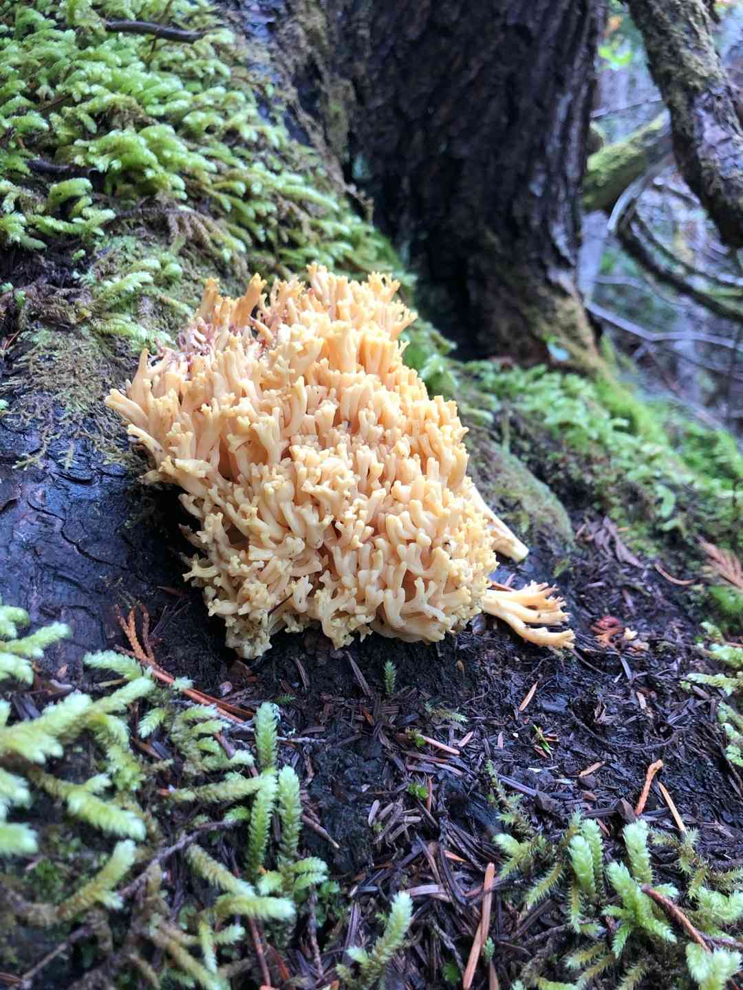 Yellow-tipped coral