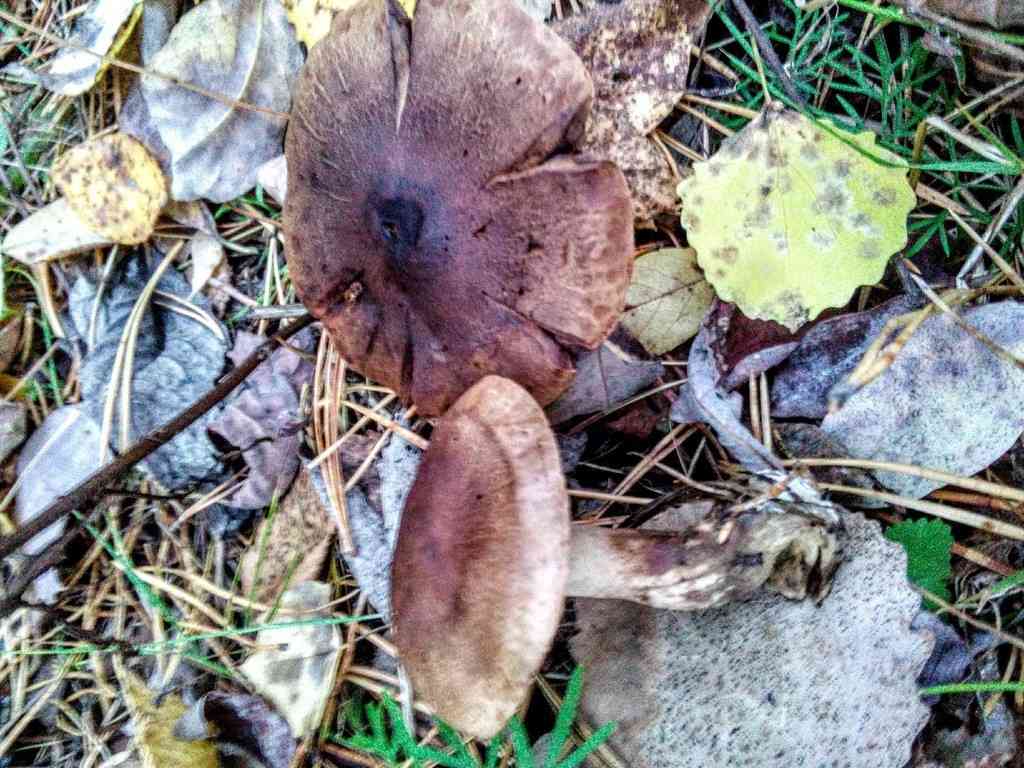 Birch knight (Tricholoma fulvum) thumbnail 3