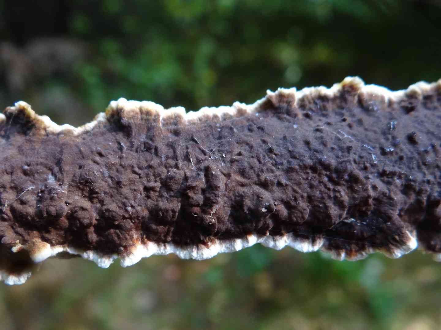 Veluticeps abietina (Veluticeps abietina) thumbnail 2