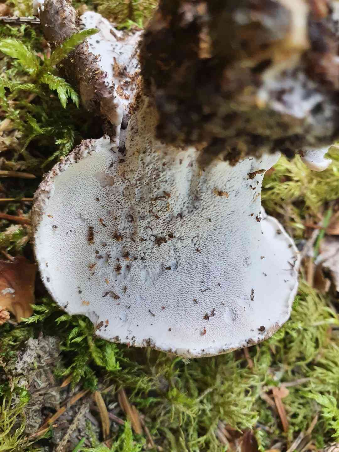 Boletopsis leucomelaena (Boletopsis leucomelaena) thumbnail 2