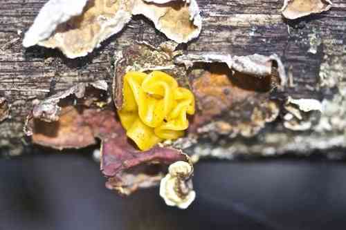 Golden ear (Tremella aurantia) thumbnail 3